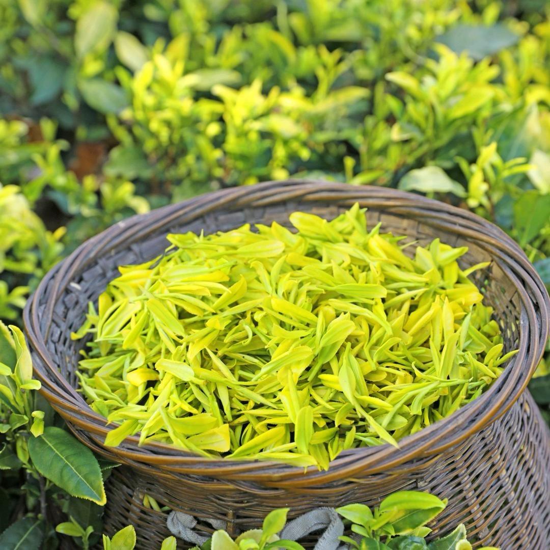 小周说茶