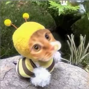 少主.