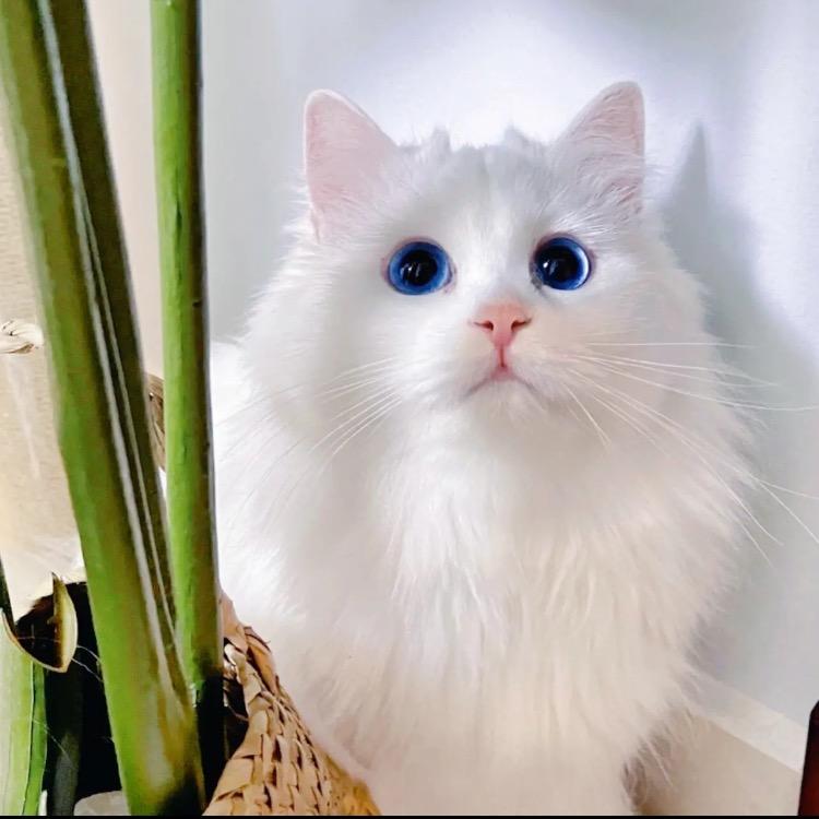 养猫人爱吃糖🍭