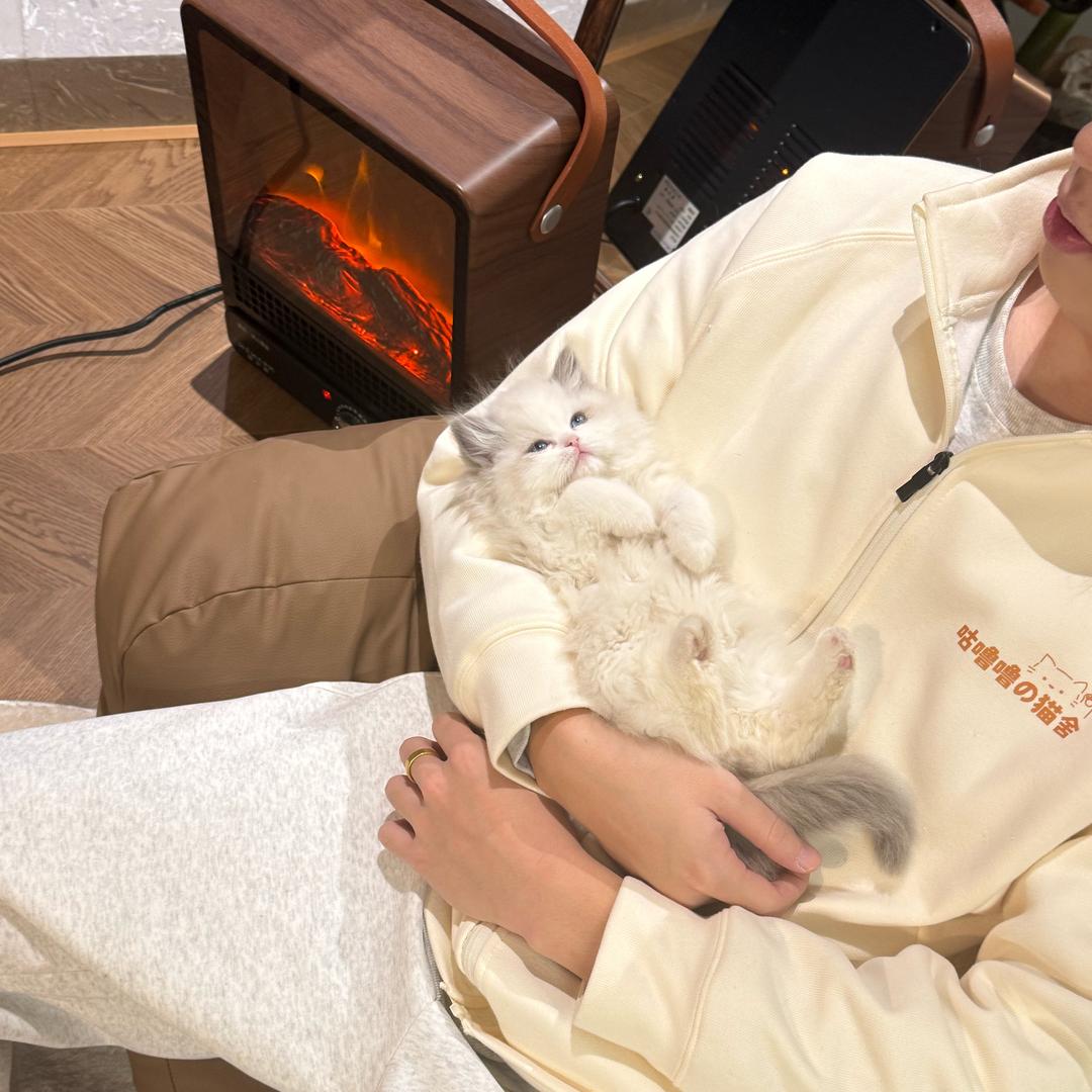 咕噜噜的猫(直播号)