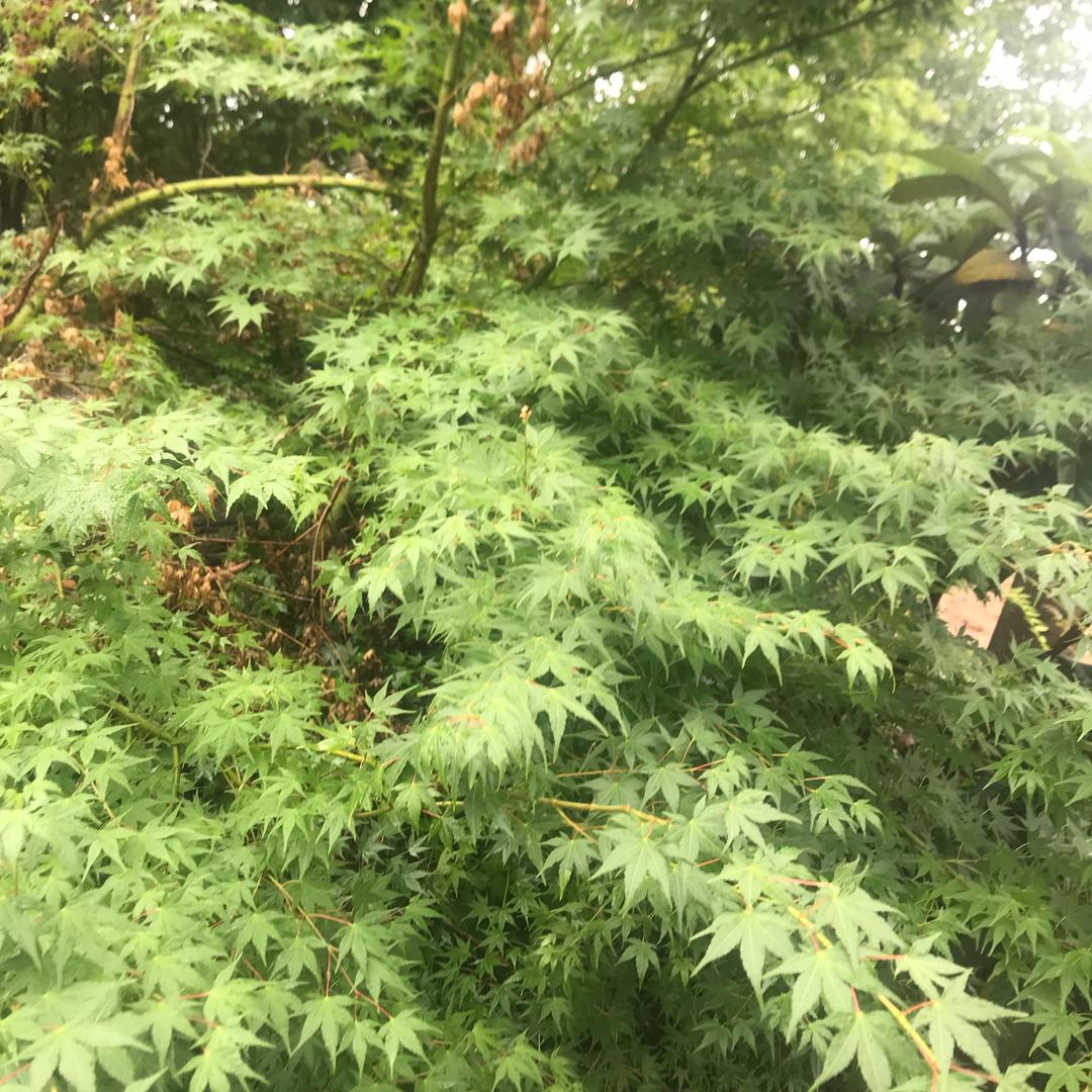 暮雨邱歌