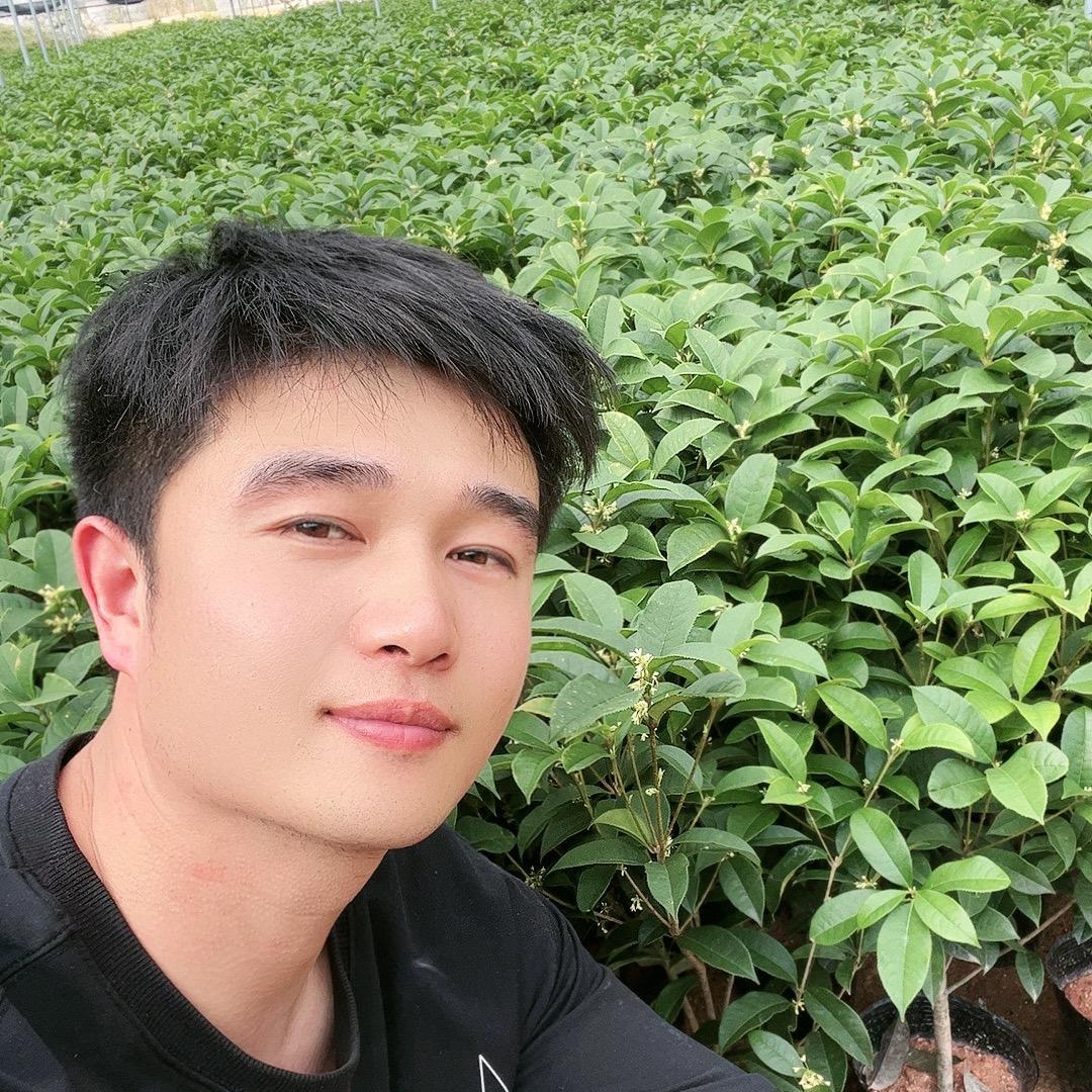 小虎家桂花