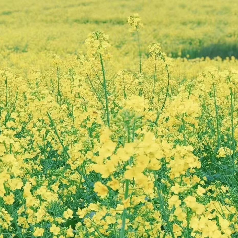开心果～