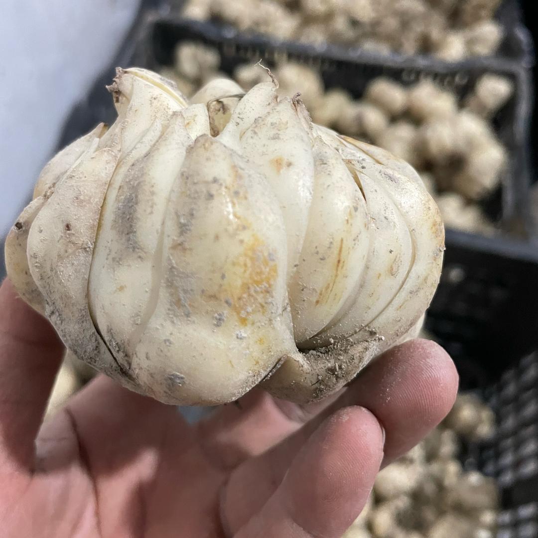 种百合的老农民