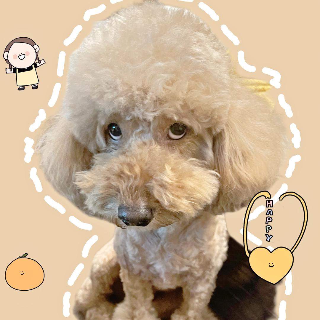 肥猪的幸福生活