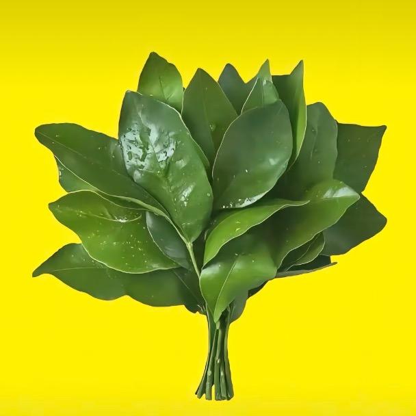 美少女壮士ㅤㅤㅤㅤㅤㅤ       ㅤ