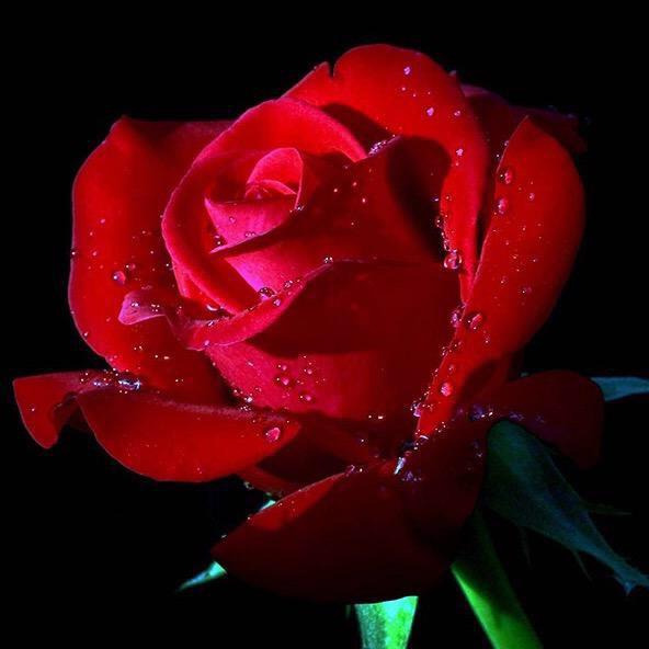 ✨酔✨葒✨顏✨