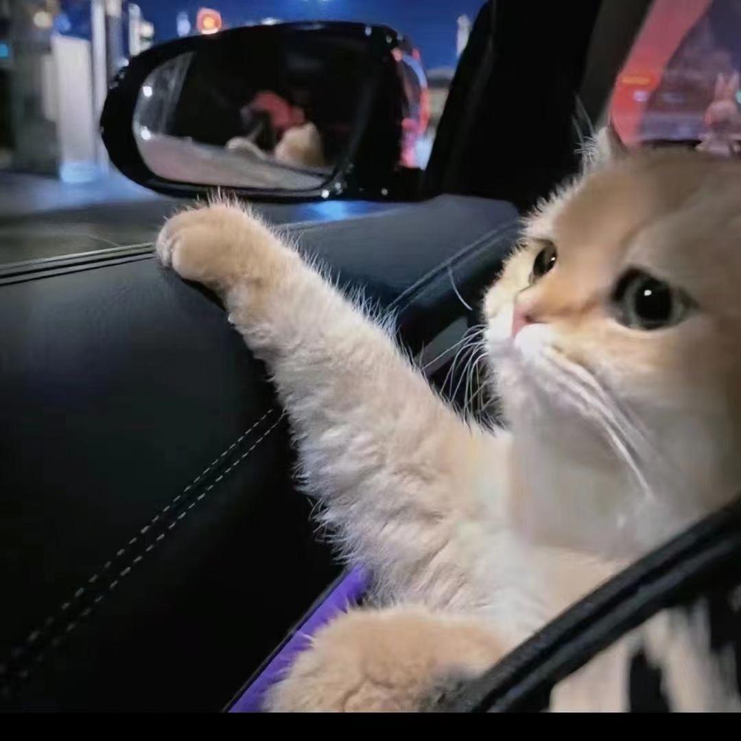 A.I.'s懒猫