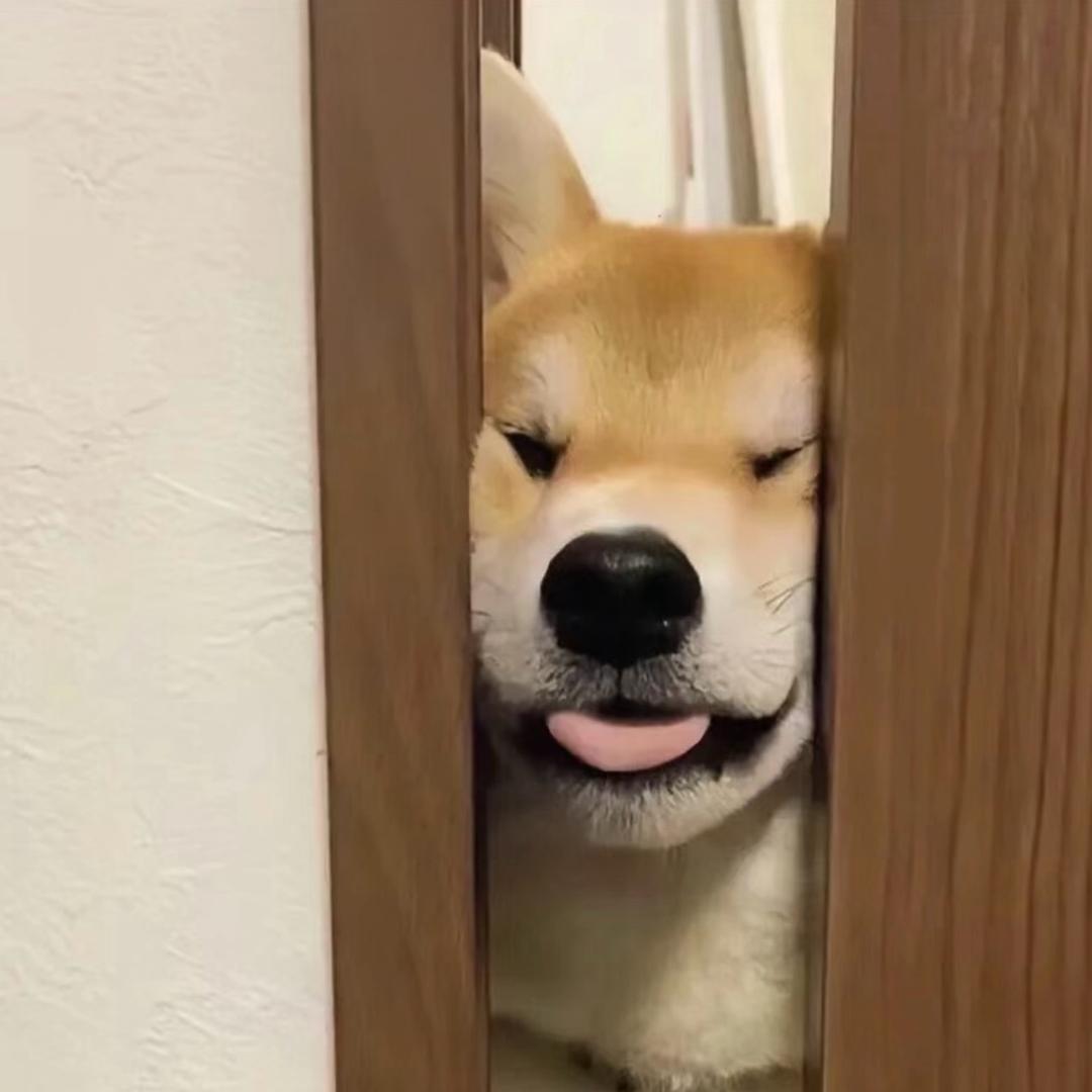 菜狗裹裹