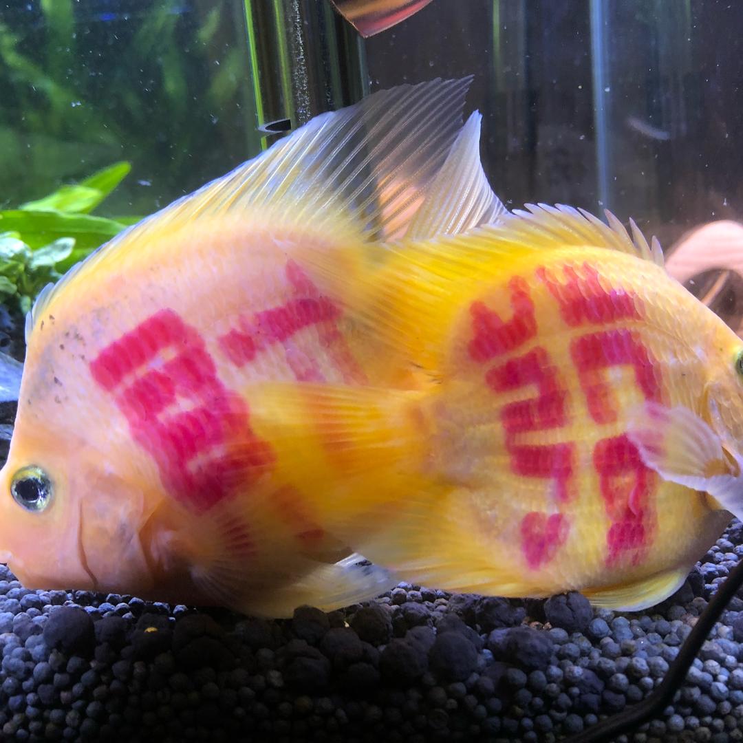 䒵䒵幸运🌈