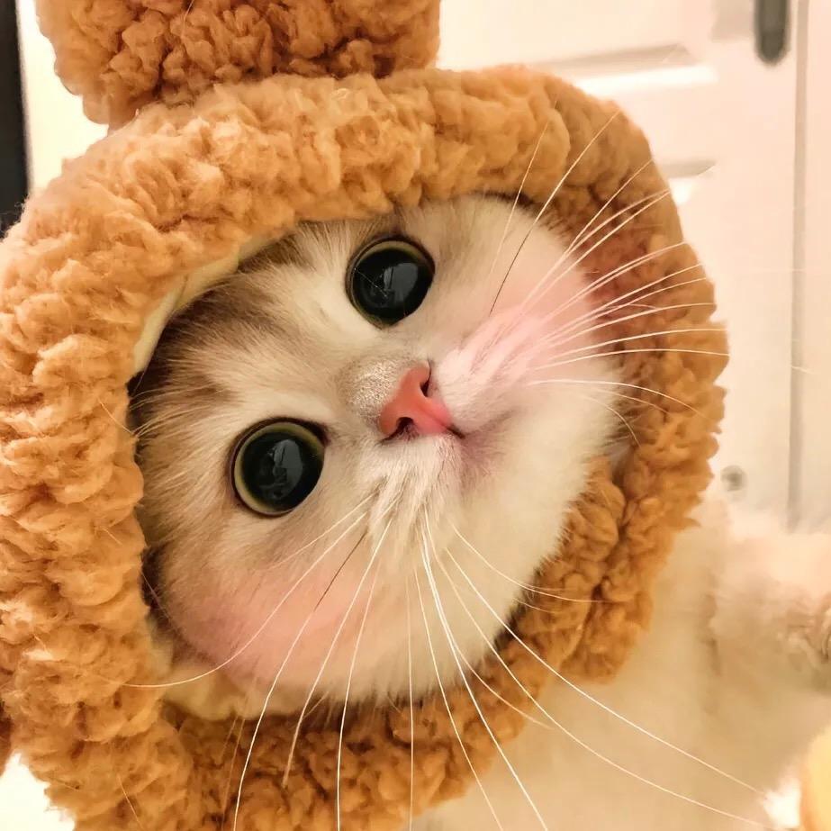 咪猫