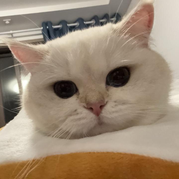 王权富贵
