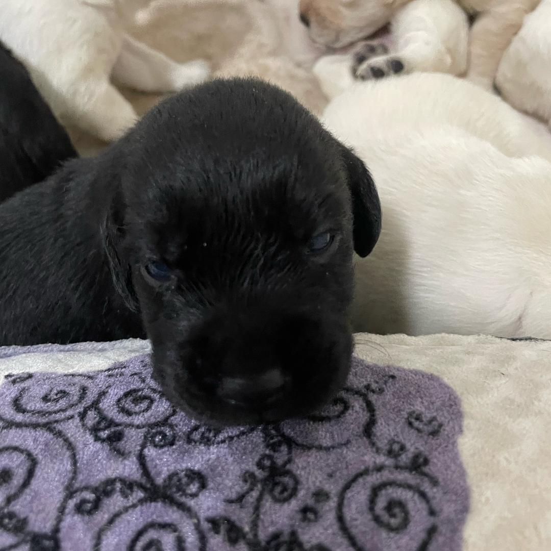 刘朋养狗人🐶（专业繁殖拉布拉多）