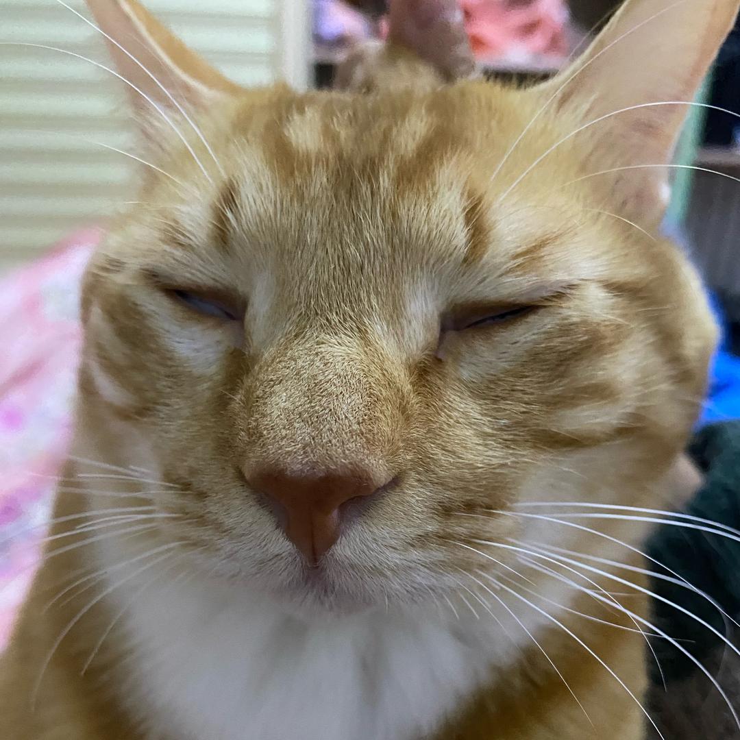 🌈桃山寨大王🌈