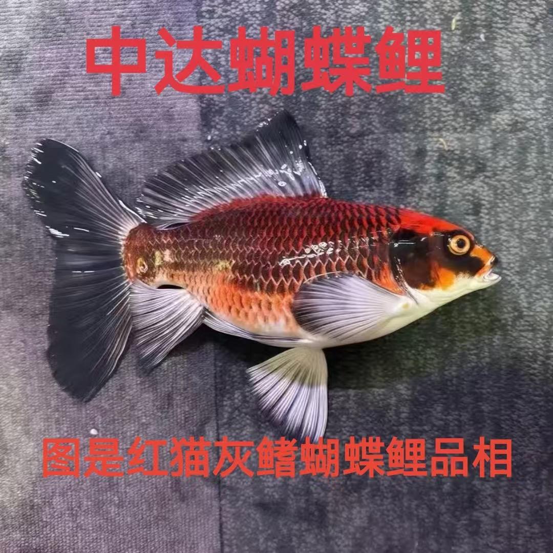 中达蝴蝶鲤