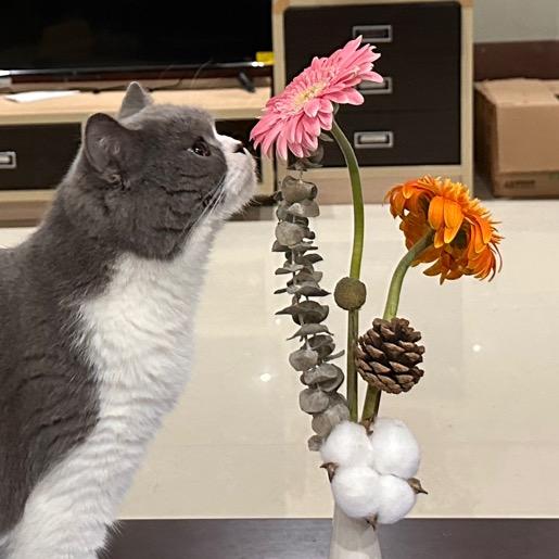 Leoleo（减肥版）