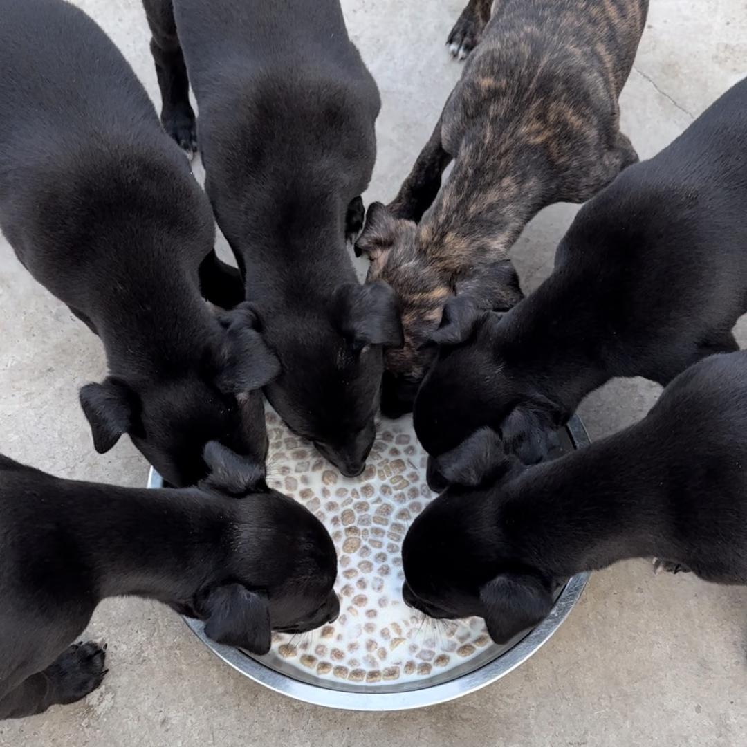 猎犬部落(小黄)