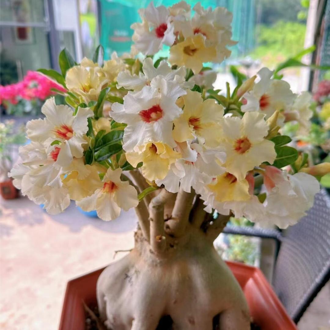花漫里种植基地