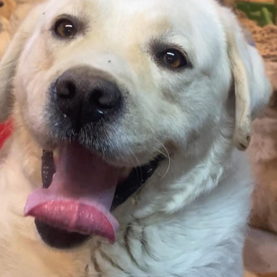 雨泽流浪狗救助小院