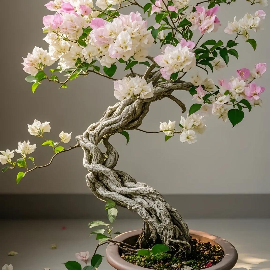 宸轩花卉