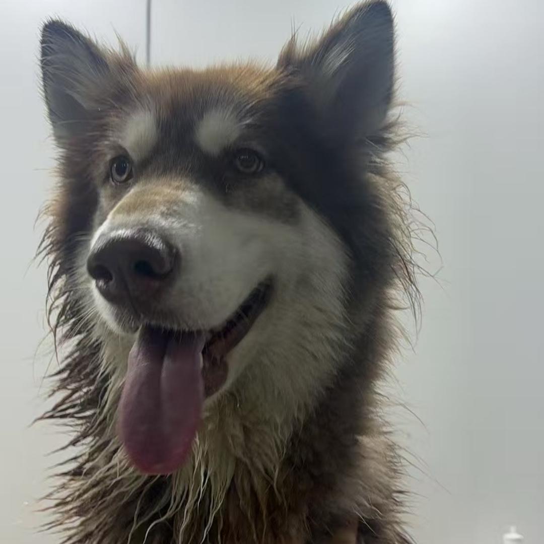 我的笨笨是小狗🐕