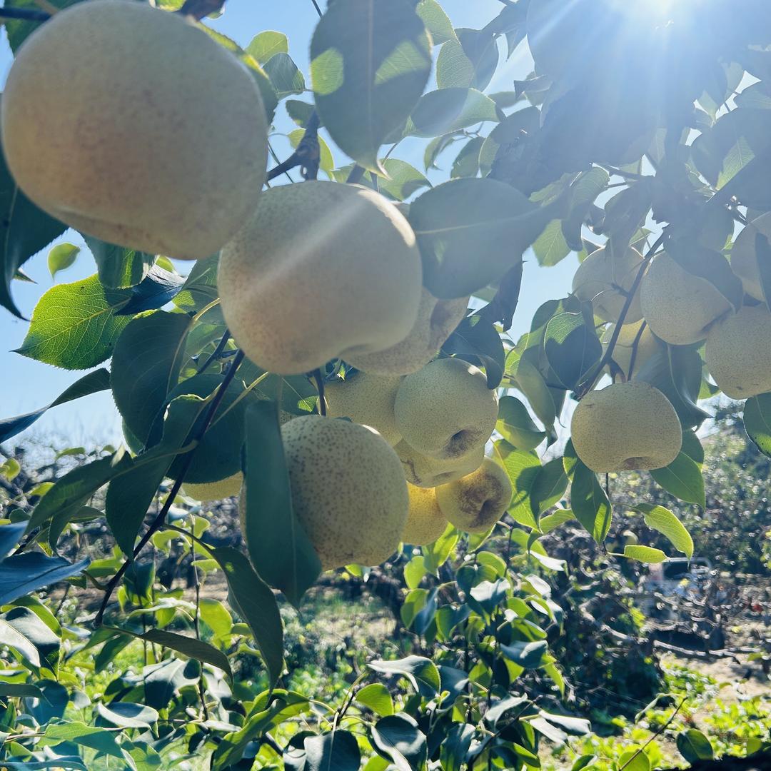 砀山全季水果