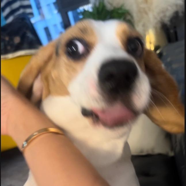 布丁的狗狗之家