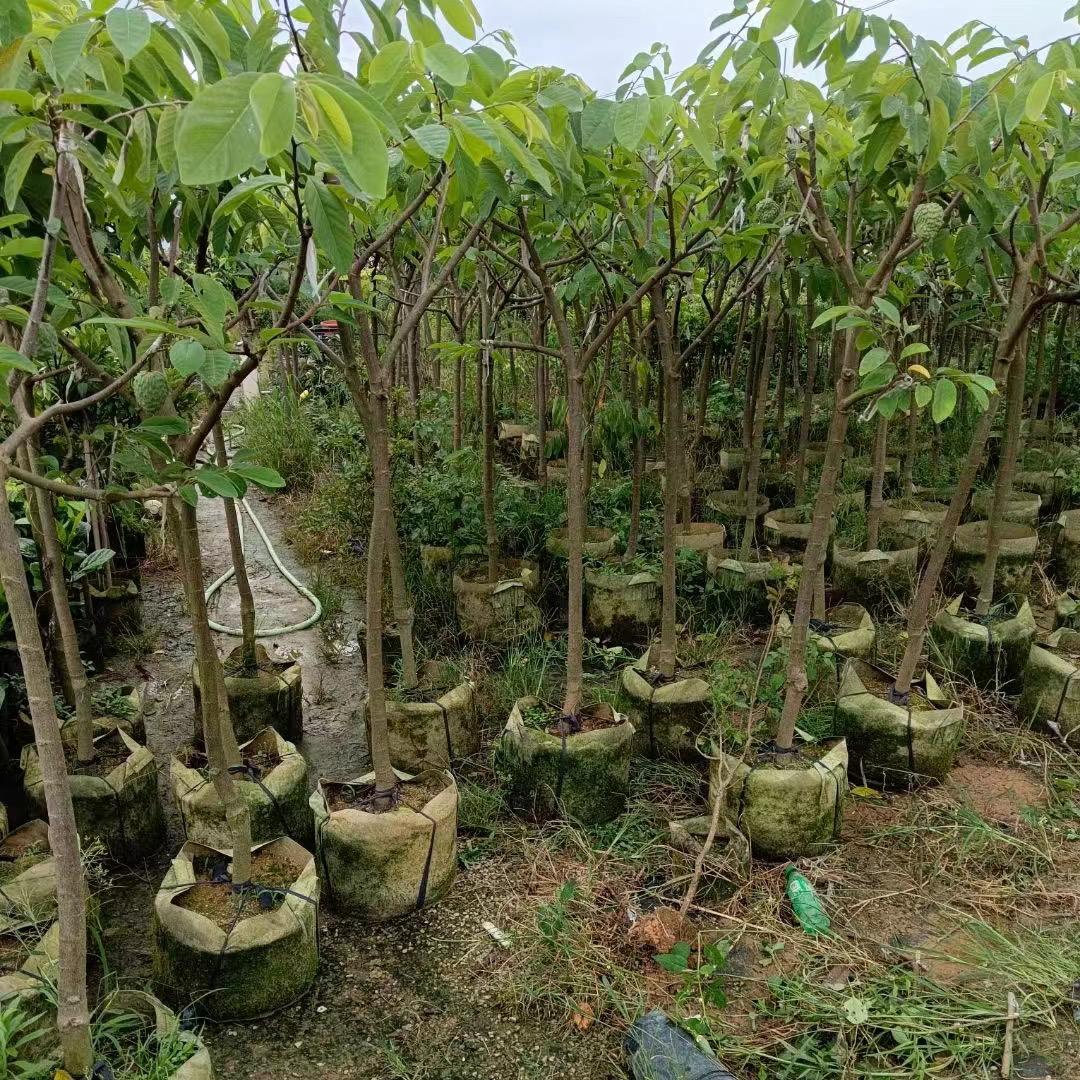 南棠丰振果树苗木专卖店