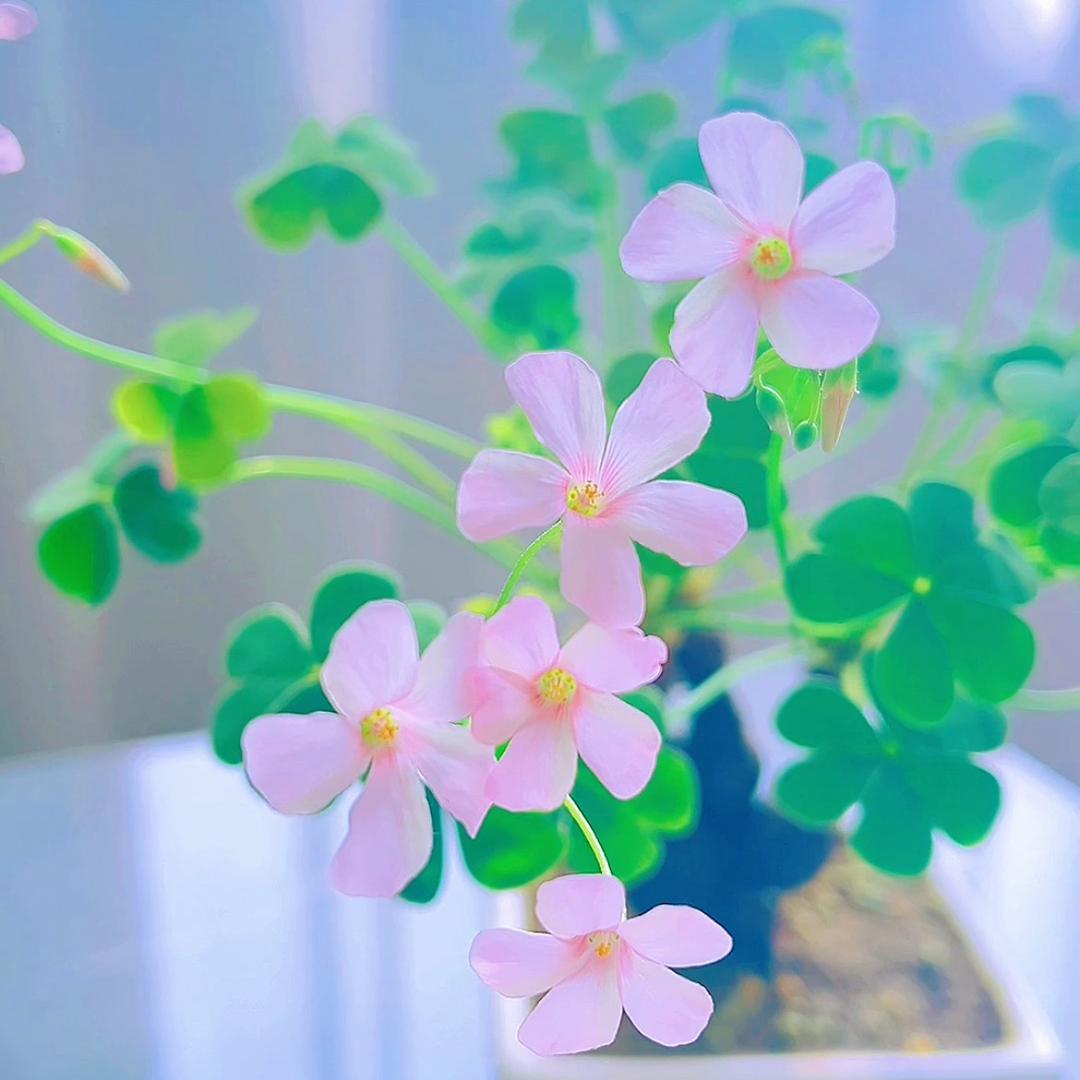 清水幽萍