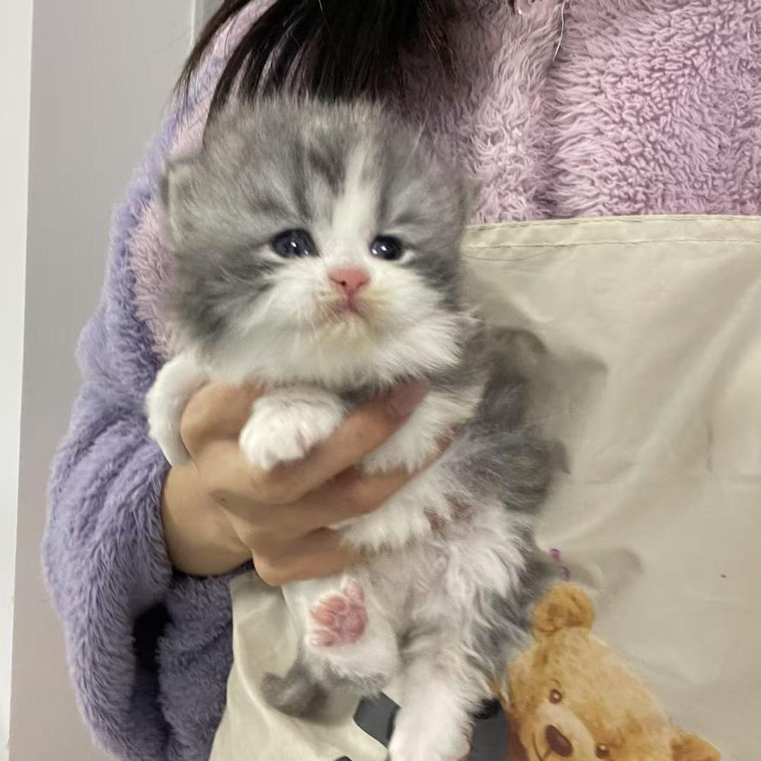 长沙Pigggcat