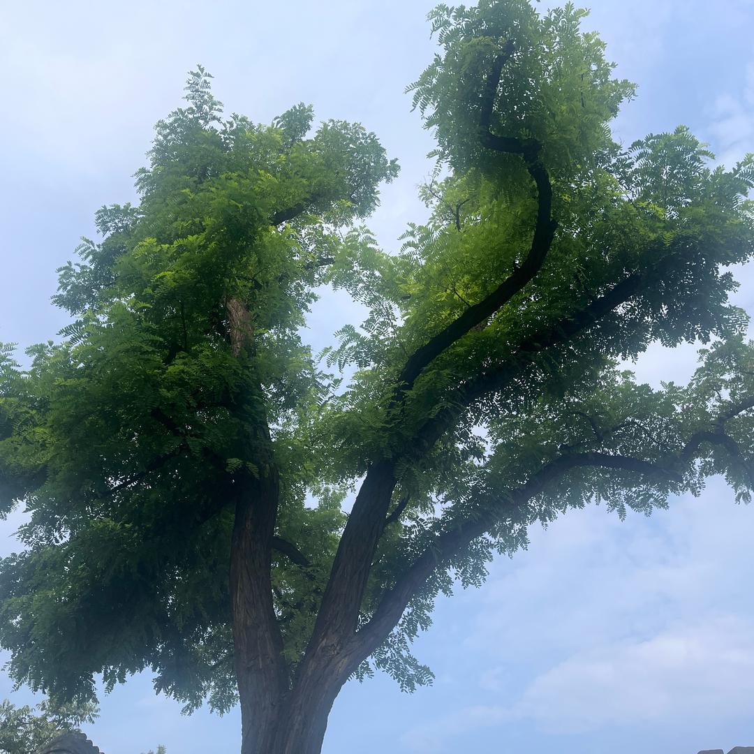 屁屁很沉着