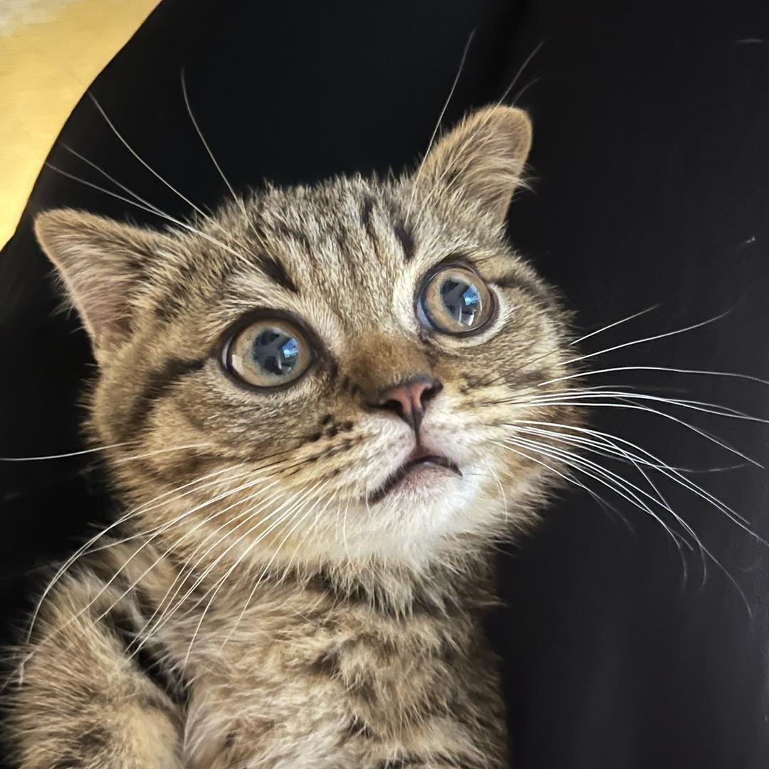 🐱红中
