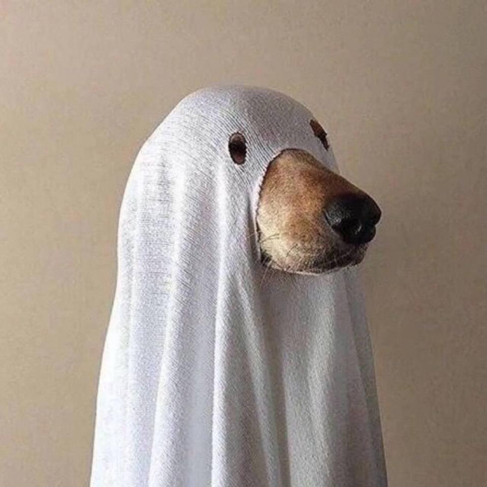 安乃近（无畏契约版）