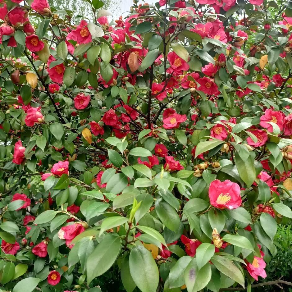 非常好