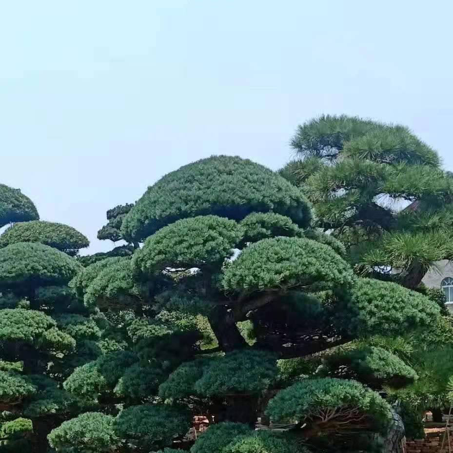 余姚欣晨园艺场