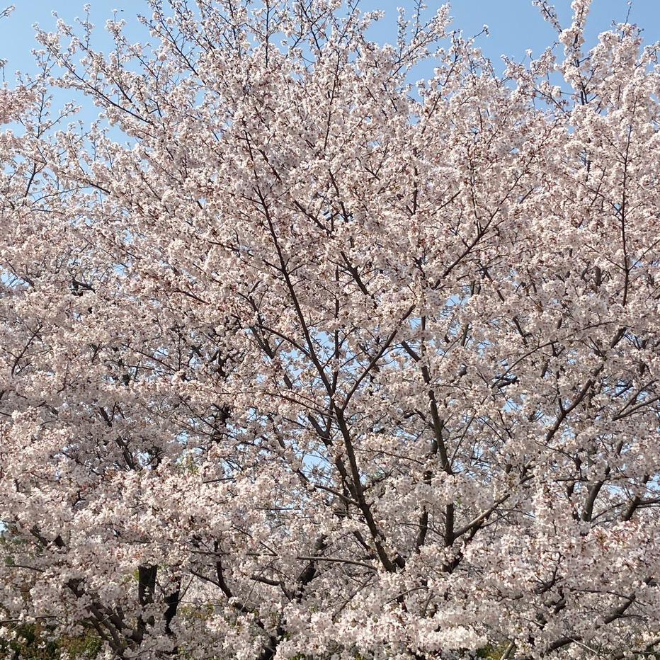 燕子（商品在橱窗）