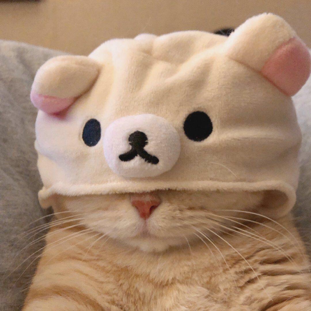 晚睡的猫.