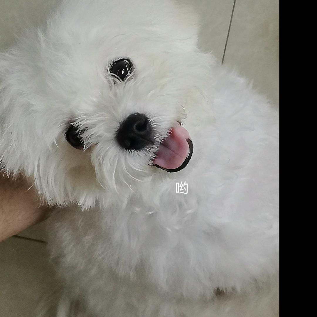 钱多多(熊胖子）