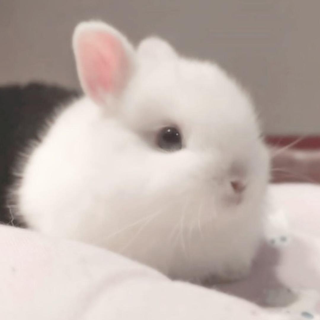 小淼