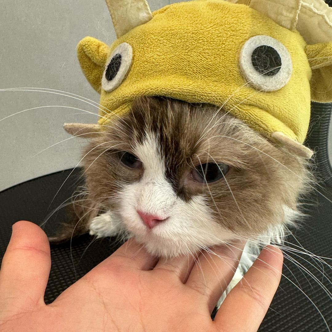 小老虎是只猫