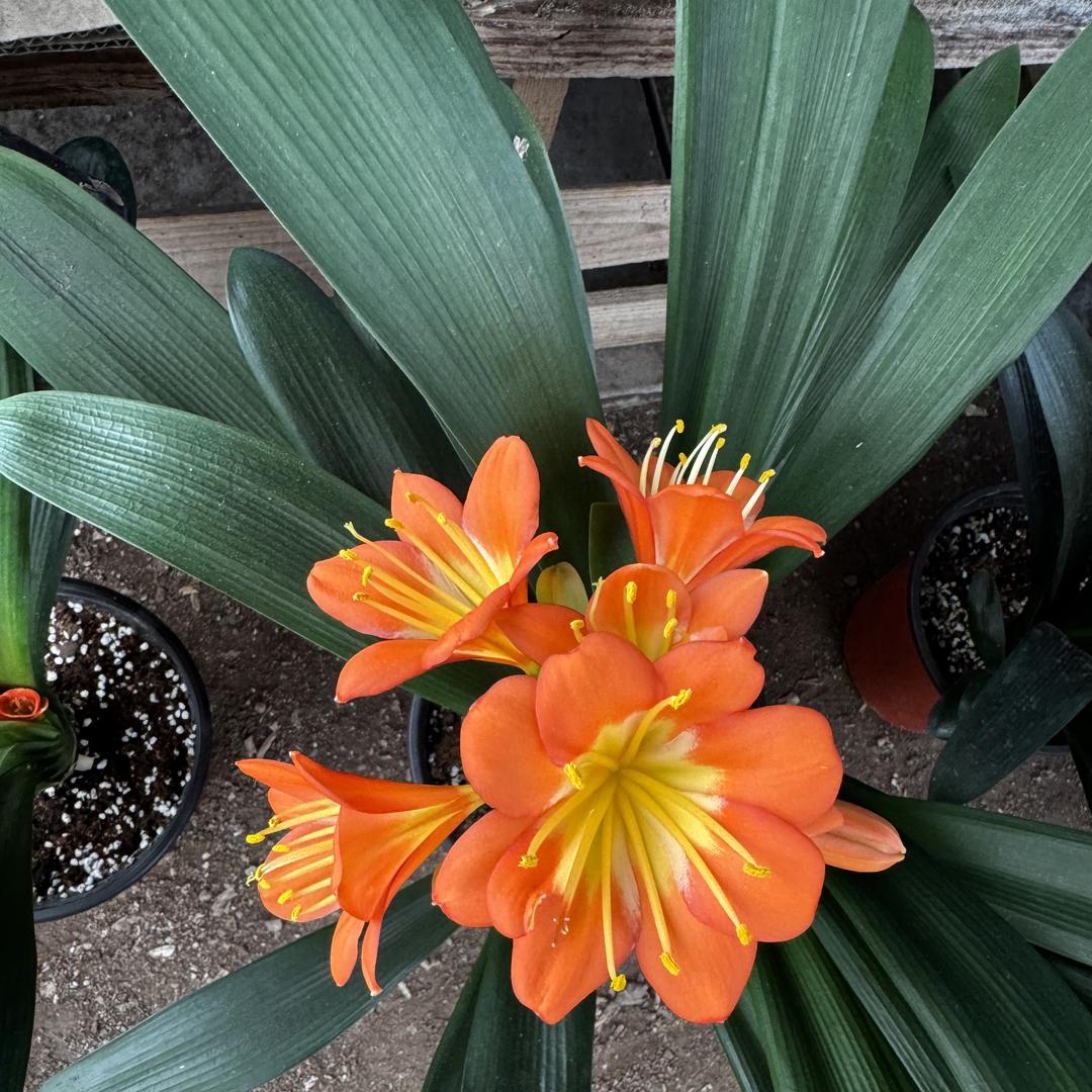 花漾时光屋