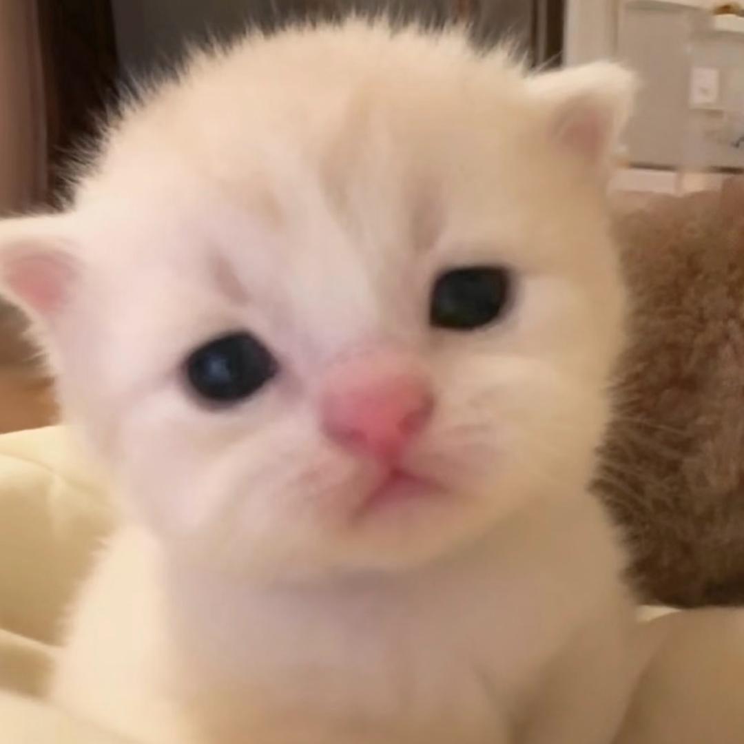 ᶻz ₍^_   ̫ _^₎