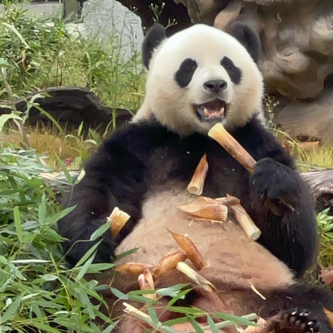 豆豆看熊猫