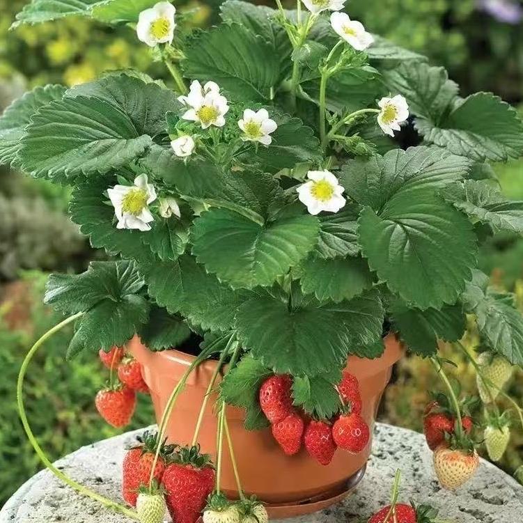 金华草莓育苗基地
