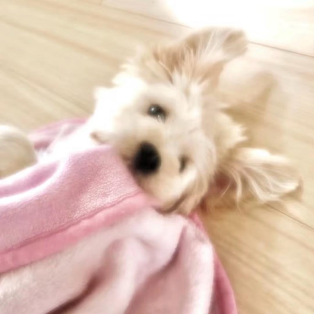 请给我一碗白米饭