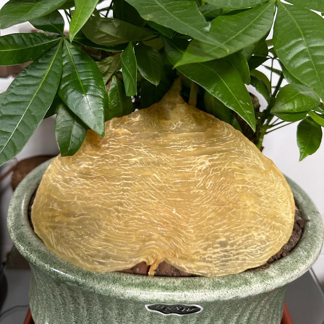 生活滋补品