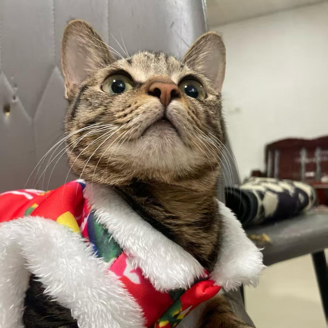 年年有米（会开门的猫）