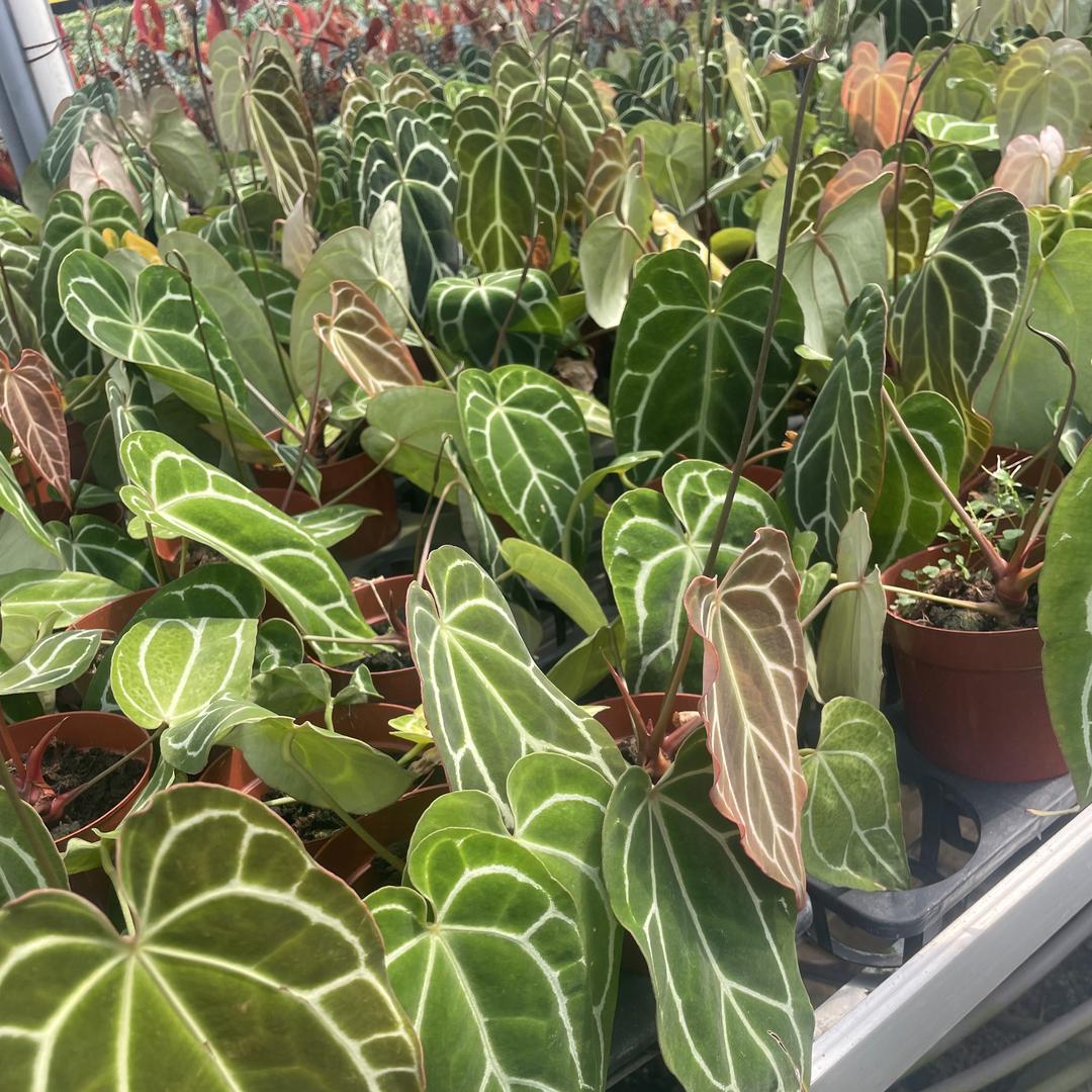 植造工厂