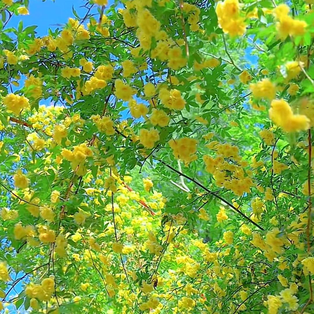 小小红