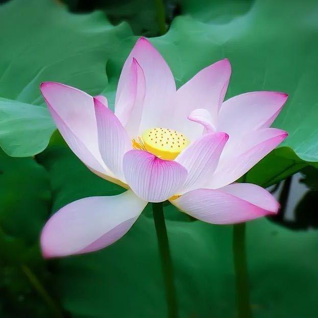 安康就是福🌸ེ